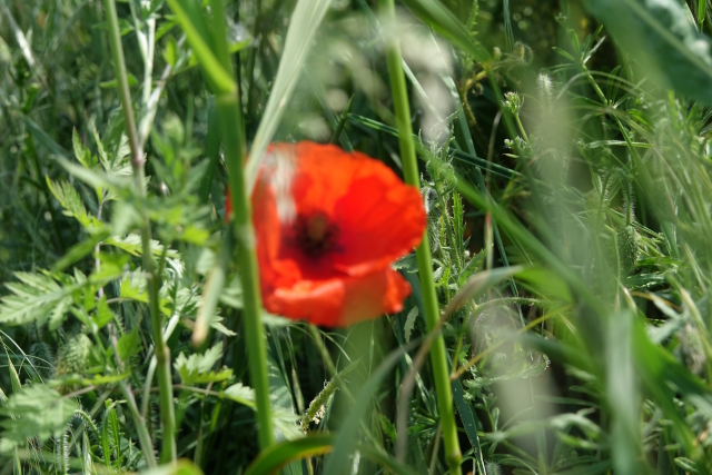 0505 202312LeTriLPCoquelicot20230501640427